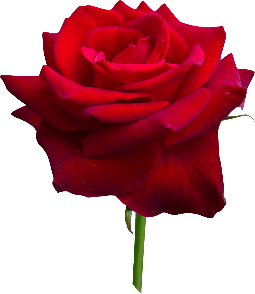 Rose Transparent Background